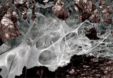 Naturen som designer och häggspinnarmalen som arkitekt