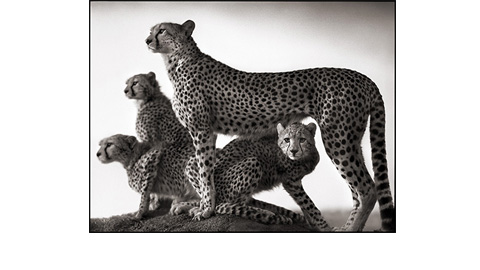 Nick Brandt/ Dunkers Kulturhus