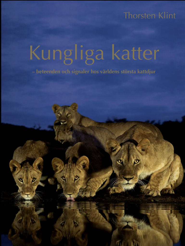 Thorsten Klint: ”Kungliga katter, beteenden och signaler hos världens största kattdjur”