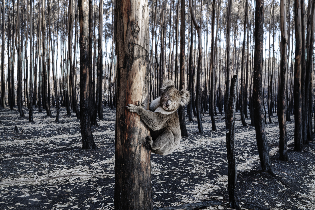 Lotta Härdelin är Årets fotograf