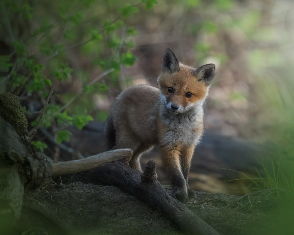 Naturfotograf gör succé på Tiktok
