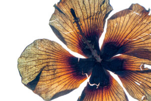 Det Blommande - Konst och botanik