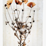 ”Fotografer berättar ”– en föreläsningsserie om bilder och berättelser våren 2026