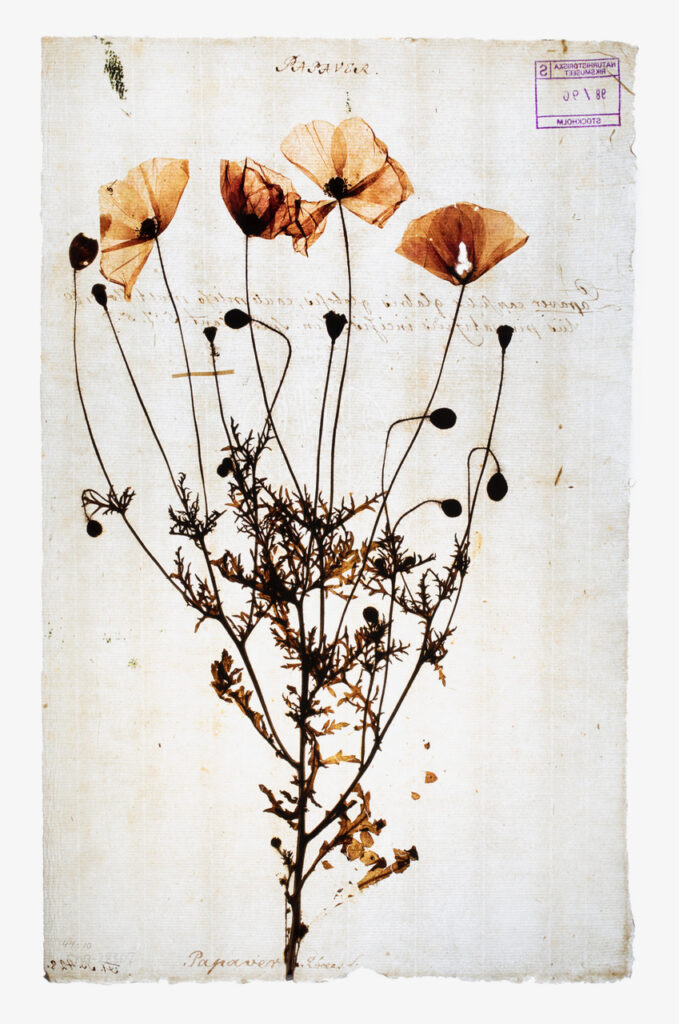 ”Fotografer berättar” – föreläsningsserie våren 2026