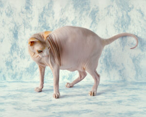 Fernando Montiel Klint