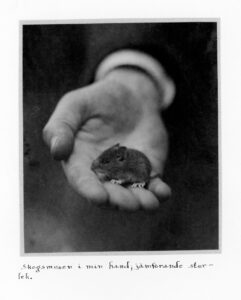 Ansök om Naturfotostipendium från Hasselbladstiftelsen