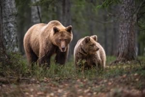 Naturfotograferna: Skog – mångfald eller enfald